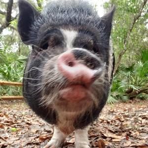 Meet your Posher, Trina